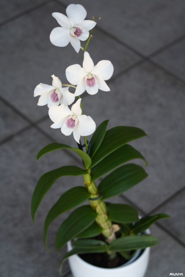 dendrobium